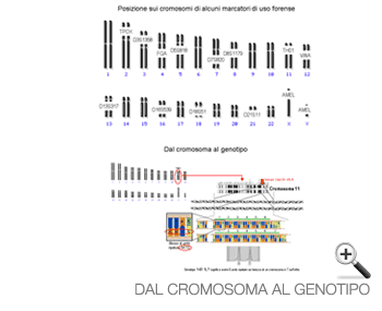Dal cromosoma al genotipo