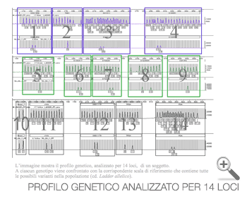 Profilo genetico analizzato per 14 loci